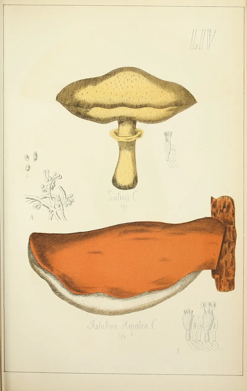 Histoire Naturelle Des Champignons Pl 54 Wall Art by Guillaume Sicard - High-Resolution Digital Print