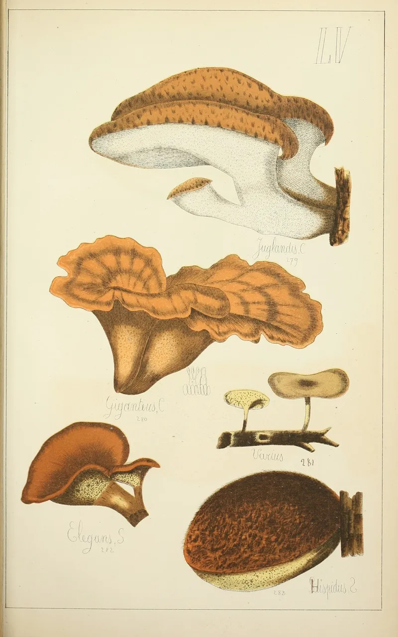 Histoire Naturelle Des Champignons Pl 55 Wall Art by Guillaume Sicard - High-Resolution Digital Print