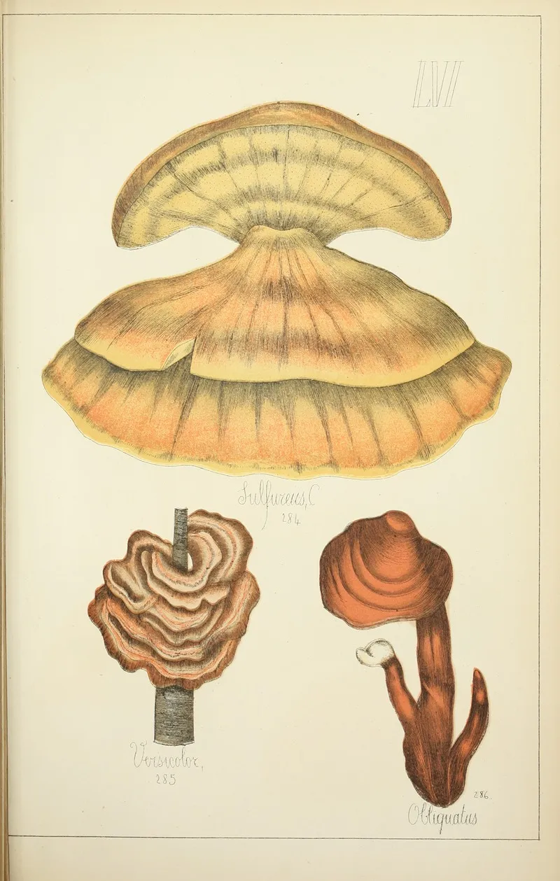 Histoire Naturelle Des Champignons Pl 56 Wall Art by Guillaume Sicard - High-Resolution Digital Print