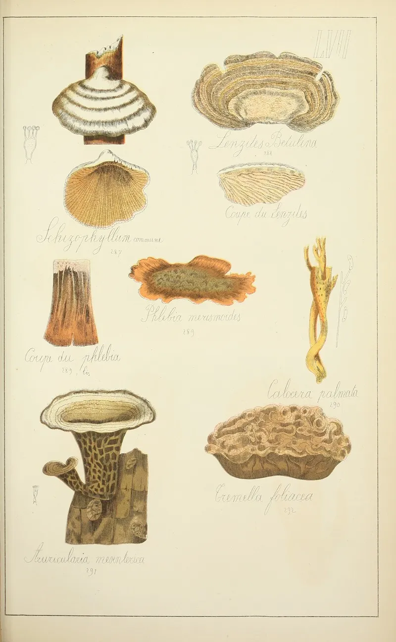Histoire Naturelle Des Champignons Pl 57 Wall Art by Guillaume Sicard - High-Resolution Digital Print