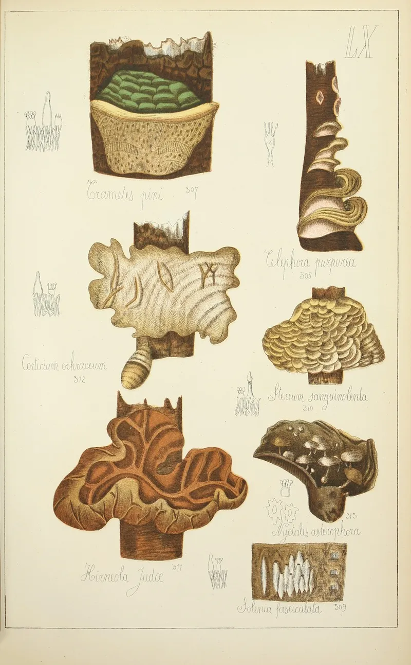 Histoire Naturelle Des Champignons Pl 60 Wall Art by Guillaume Sicard - High-Resolution Digital Print