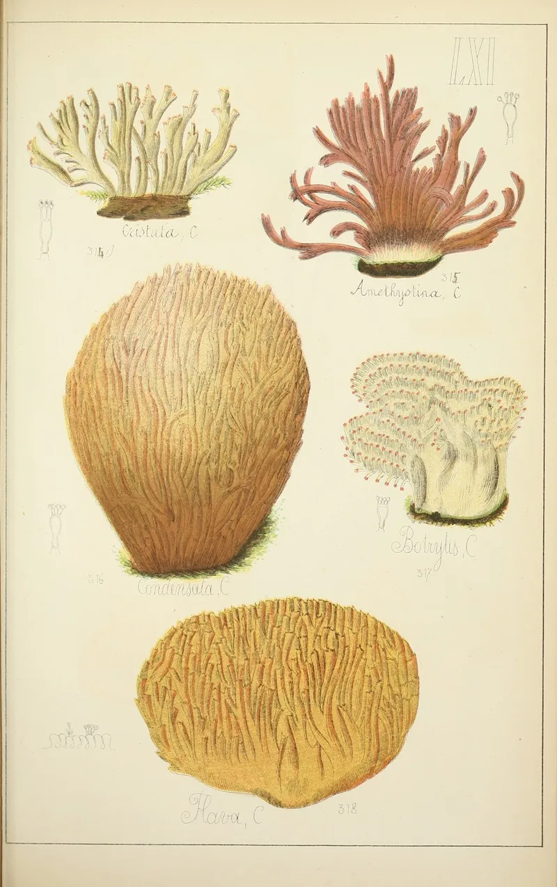 Histoire Naturelle Des Champignons Pl 61 Wall Art by Guillaume Sicard - High-Resolution Digital Print
