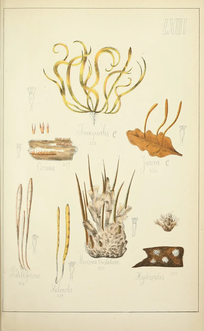 Histoire Naturelle Des Champignons Pl 63 Wall Art by Guillaume Sicard - High-Resolution Digital Print
