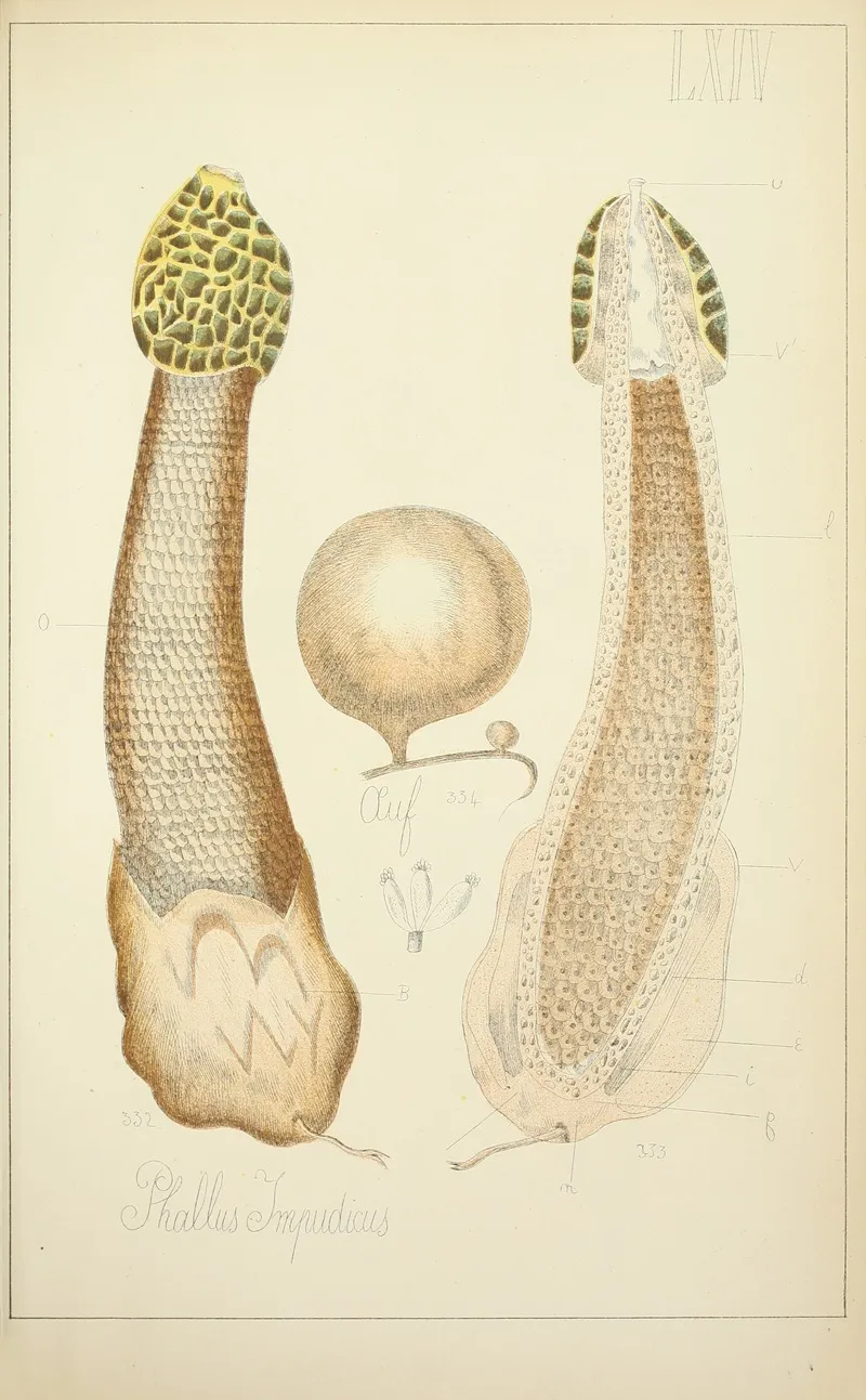 Histoire Naturelle Des Champignons Pl 64 Wall Art by Guillaume Sicard - High-Resolution Digital Print