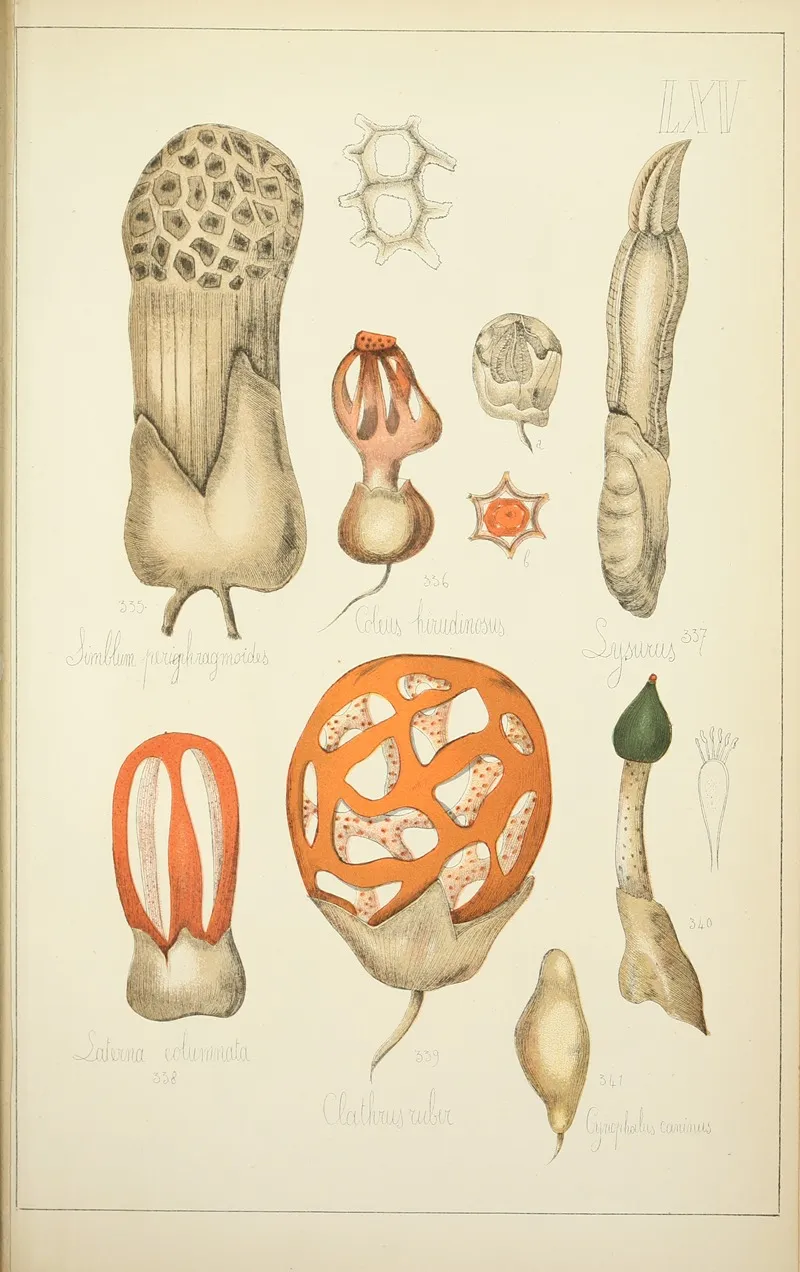 Histoire Naturelle Des Champignons Pl 65 Wall Art by Guillaume Sicard - High-Resolution Digital Print
