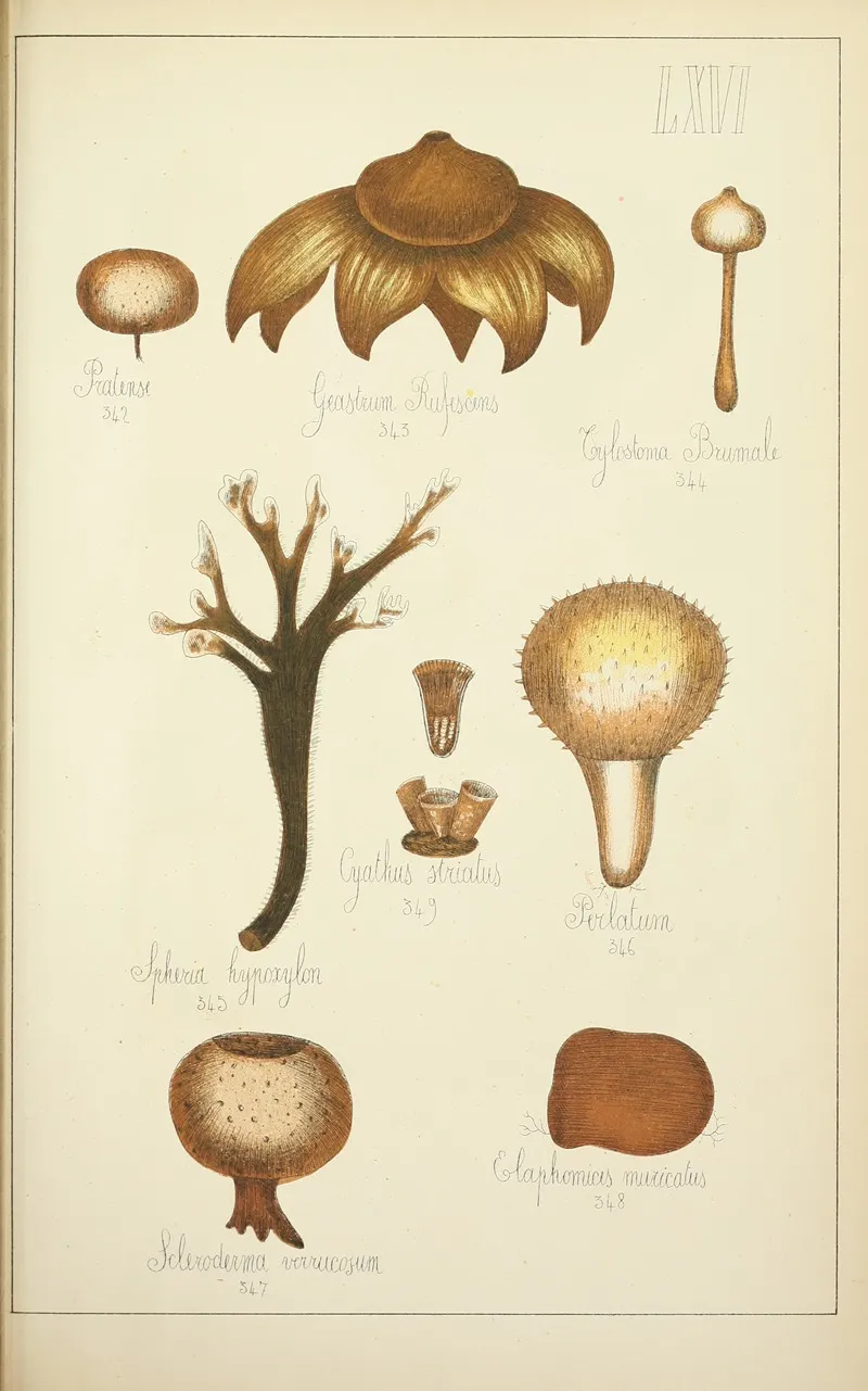 Histoire Naturelle Des Champignons Pl 66 Wall Art by Guillaume Sicard - High-Resolution Digital Print