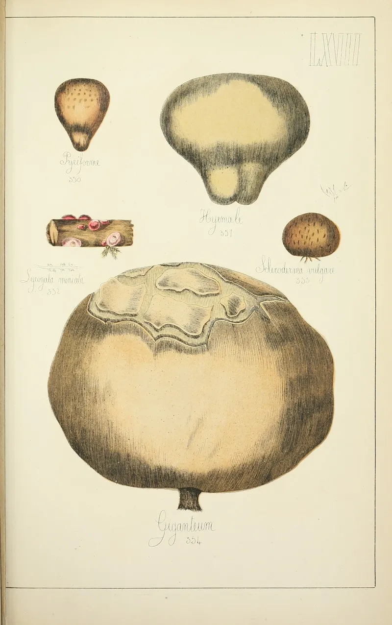 Histoire Naturelle Des Champignons Pl 67 Wall Art by Guillaume Sicard - High-Resolution Digital Print
