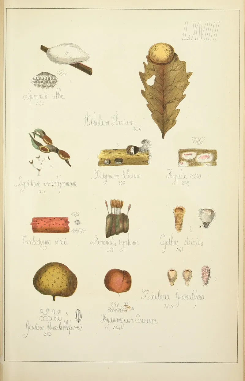 Histoire Naturelle Des Champignons Pl 68 Wall Art by Guillaume Sicard - High-Resolution Digital Print