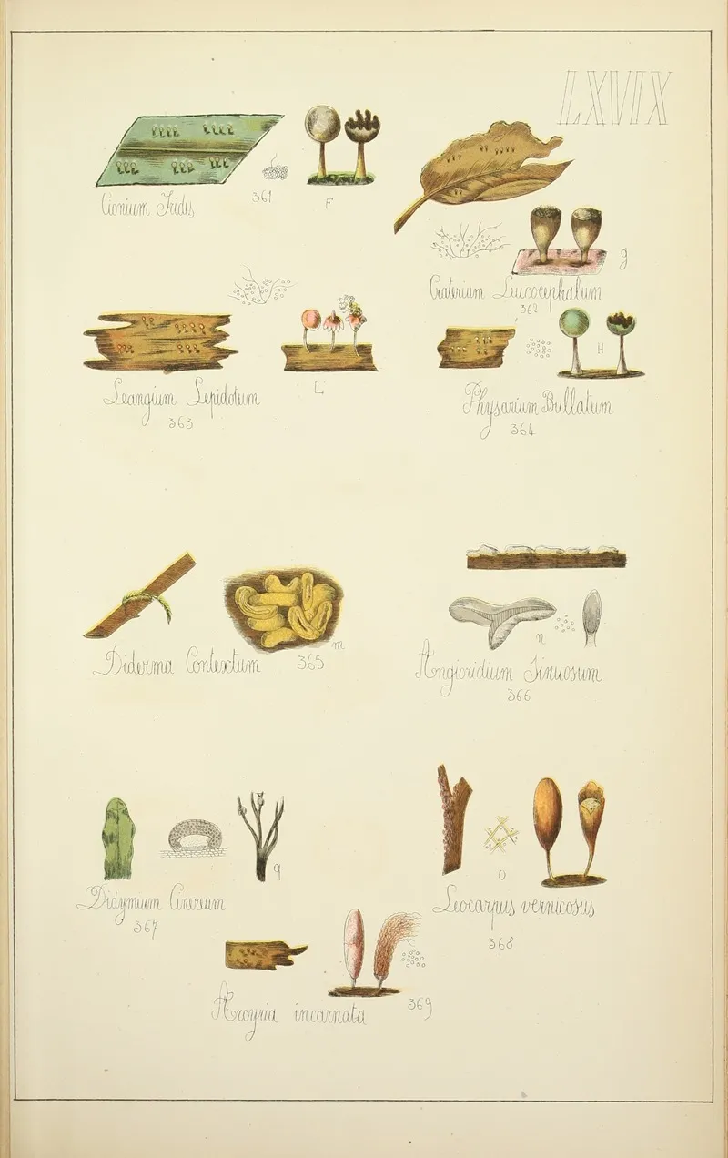 Histoire Naturelle Des Champignons Pl 69 Wall Art by Guillaume Sicard - High-Resolution Digital Print