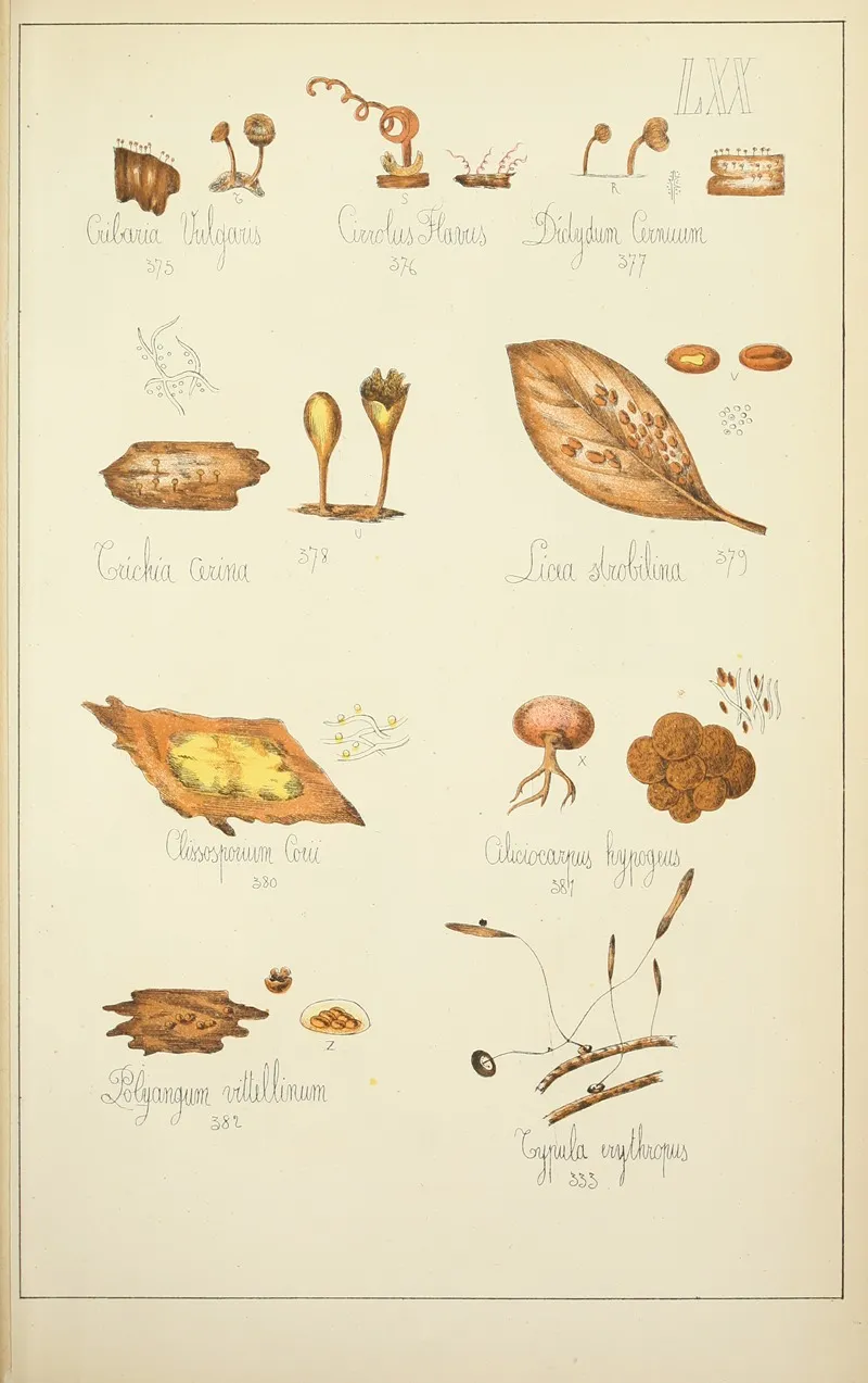 Histoire Naturelle Des Champignons Pl 70 Wall Art by Guillaume Sicard - High-Resolution Digital Print