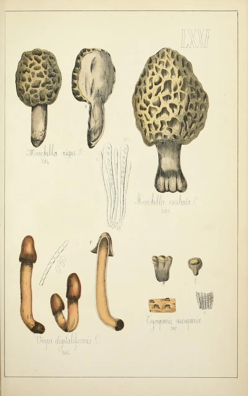 Histoire Naturelle Des Champignons Pl 71 Wall Art by Guillaume Sicard - High-Resolution Digital Print
