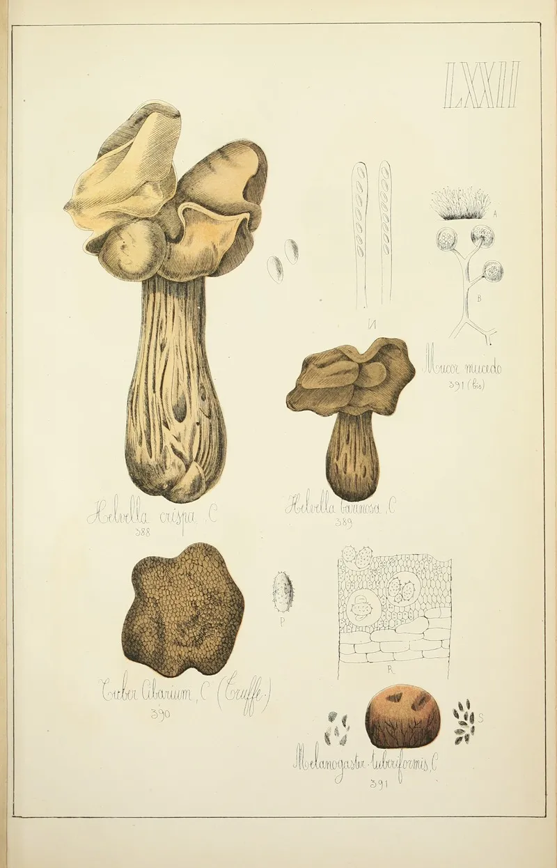 Histoire Naturelle Des Champignons Pl 72 Wall Art by Guillaume Sicard - High-Resolution Digital Print