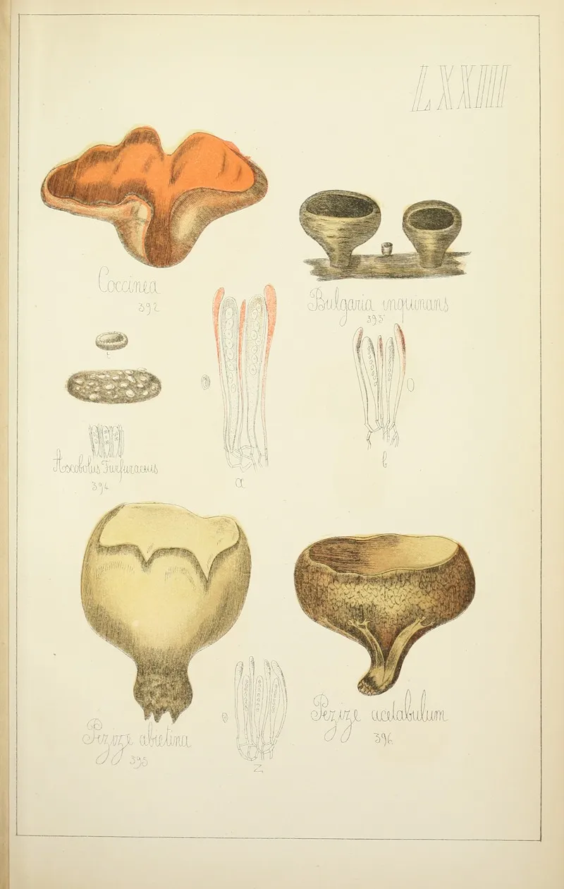 Histoire Naturelle Des Champignons Pl 73 Wall Art by Guillaume Sicard - High-Resolution Digital Print