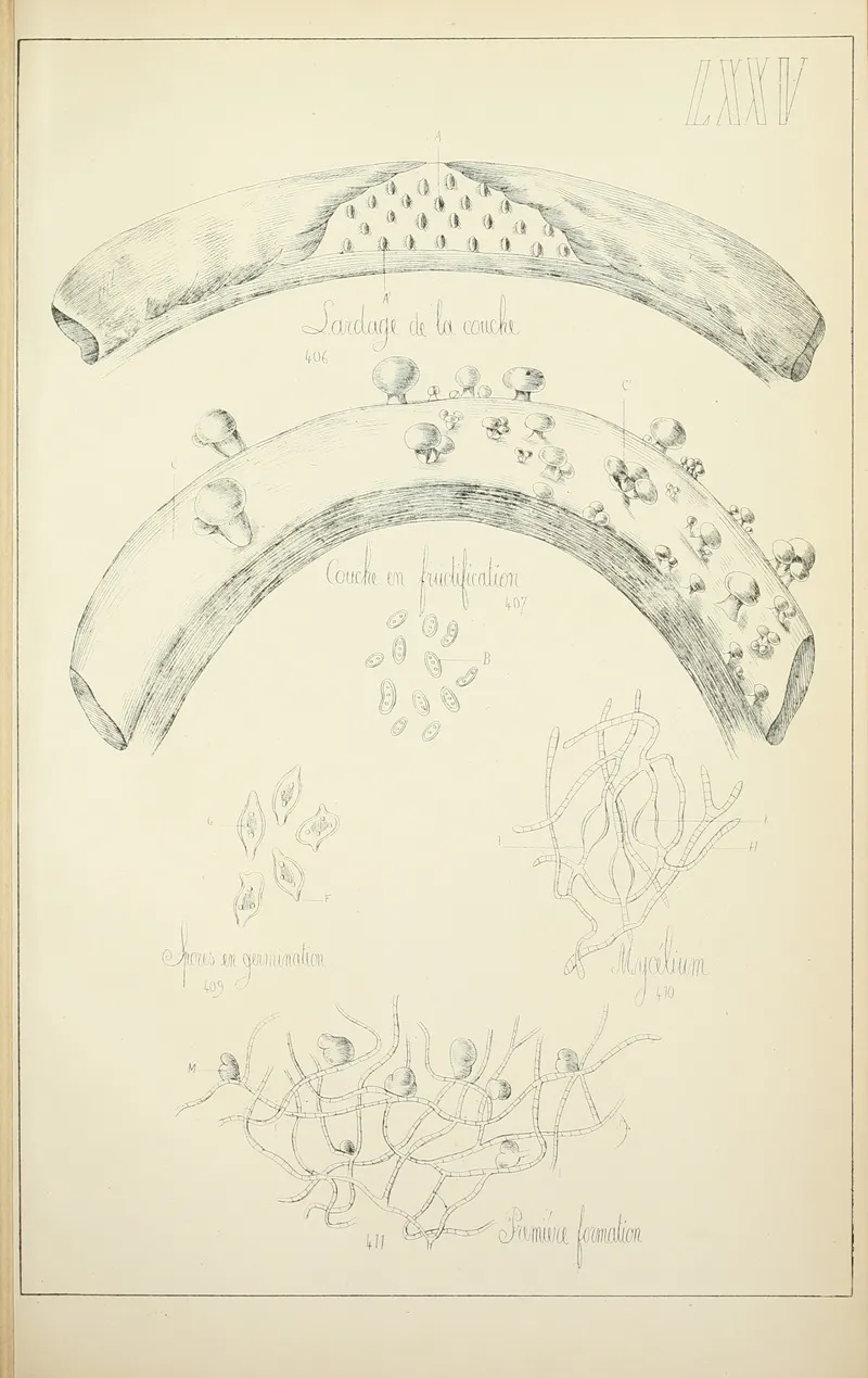 Histoire Naturelle Des Champignons Pl 75 Wall Art by Guillaume Sicard - High-Resolution Digital Print