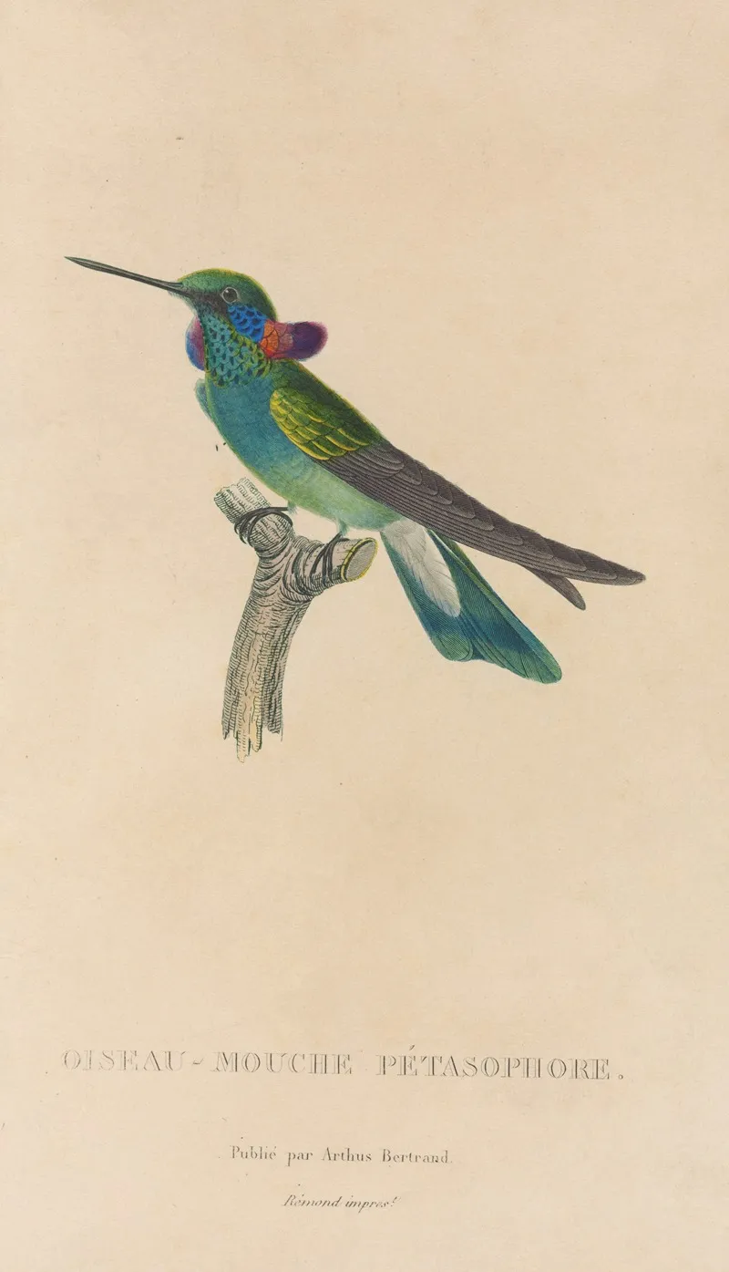 Histoire Naturelle Des Oiseaux Mouches Pl 01 Wall Art by René-Primevère Lesson - High-Resolution Digital Print
