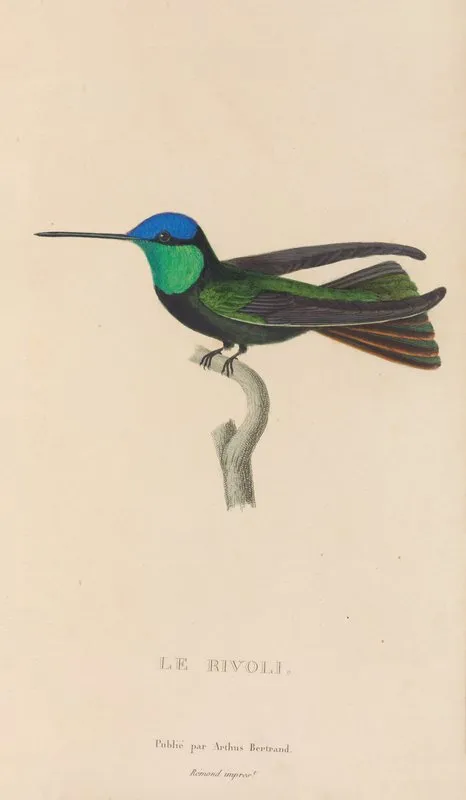 Histoire Naturelle Des Oiseaux Mouches Pl 04 Wall Art by René-Primevère Lesson - High-Resolution Digital Print