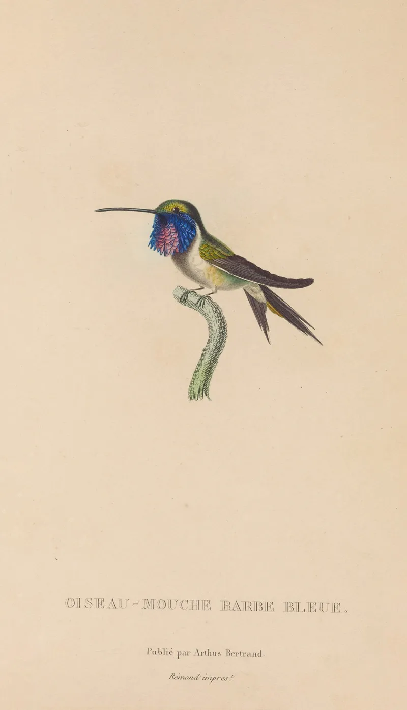 Histoire Naturelle Des Oiseaux Mouches Pl 05 Wall Art by René-Primevère Lesson - High-Resolution Digital Print