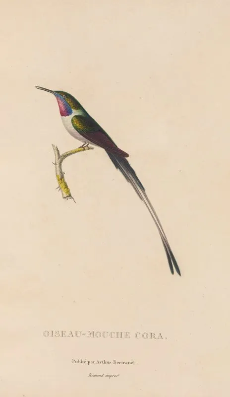 Histoire Naturelle Des Oiseaux Mouches Pl 06 Wall Art by René-Primevère Lesson - High-Resolution Digital Print