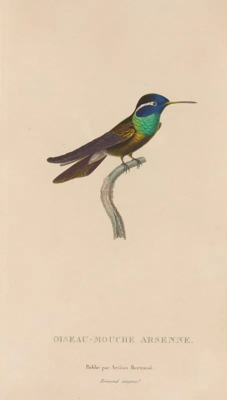 Histoire Naturelle Des Oiseaux Mouches Pl 09 Wall Art by René-Primevère Lesson - High-Resolution Digital Print