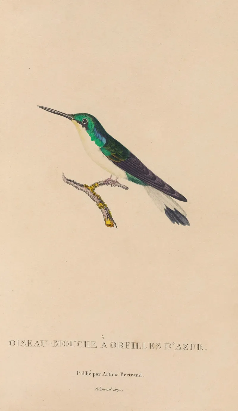 Histoire Naturelle Des Oiseaux Mouches Pl 10 Wall Art by René-Primevère Lesson - High-Resolution Digital Print