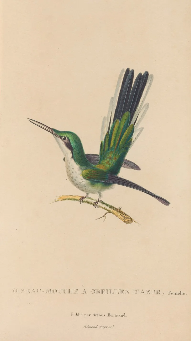 Histoire Naturelle Des Oiseaux Mouches Pl 11 Wall Art by René-Primevère Lesson - High-Resolution Digital Print