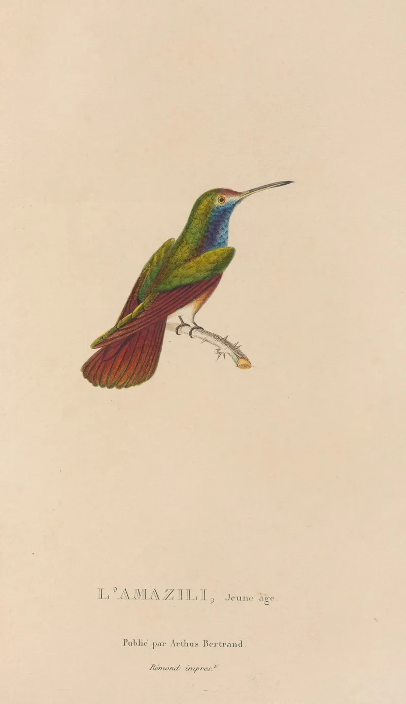 Histoire Naturelle Des Oiseaux Mouches Pl 12 Wall Art by René-Primevère Lesson - High-Resolution Digital Print