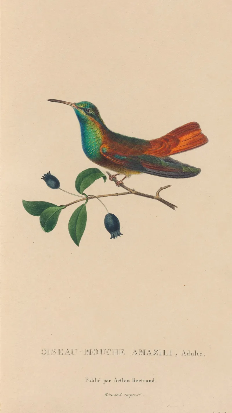 Histoire Naturelle Des Oiseaux Mouches Pl 13 Wall Art by René-Primevère Lesson - High-Resolution Digital Print