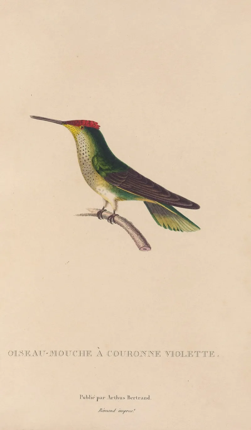Histoire Naturelle Des Oiseaux Mouches Pl 14 Wall Art by René-Primevère Lesson - High-Resolution Digital Print