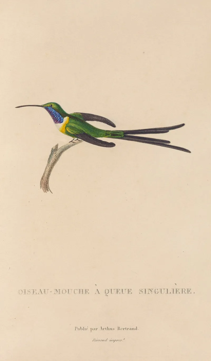 Histoire Naturelle Des Oiseaux Mouches Pl 15 Wall Art by René-Primevère Lesson - High-Resolution Digital Print