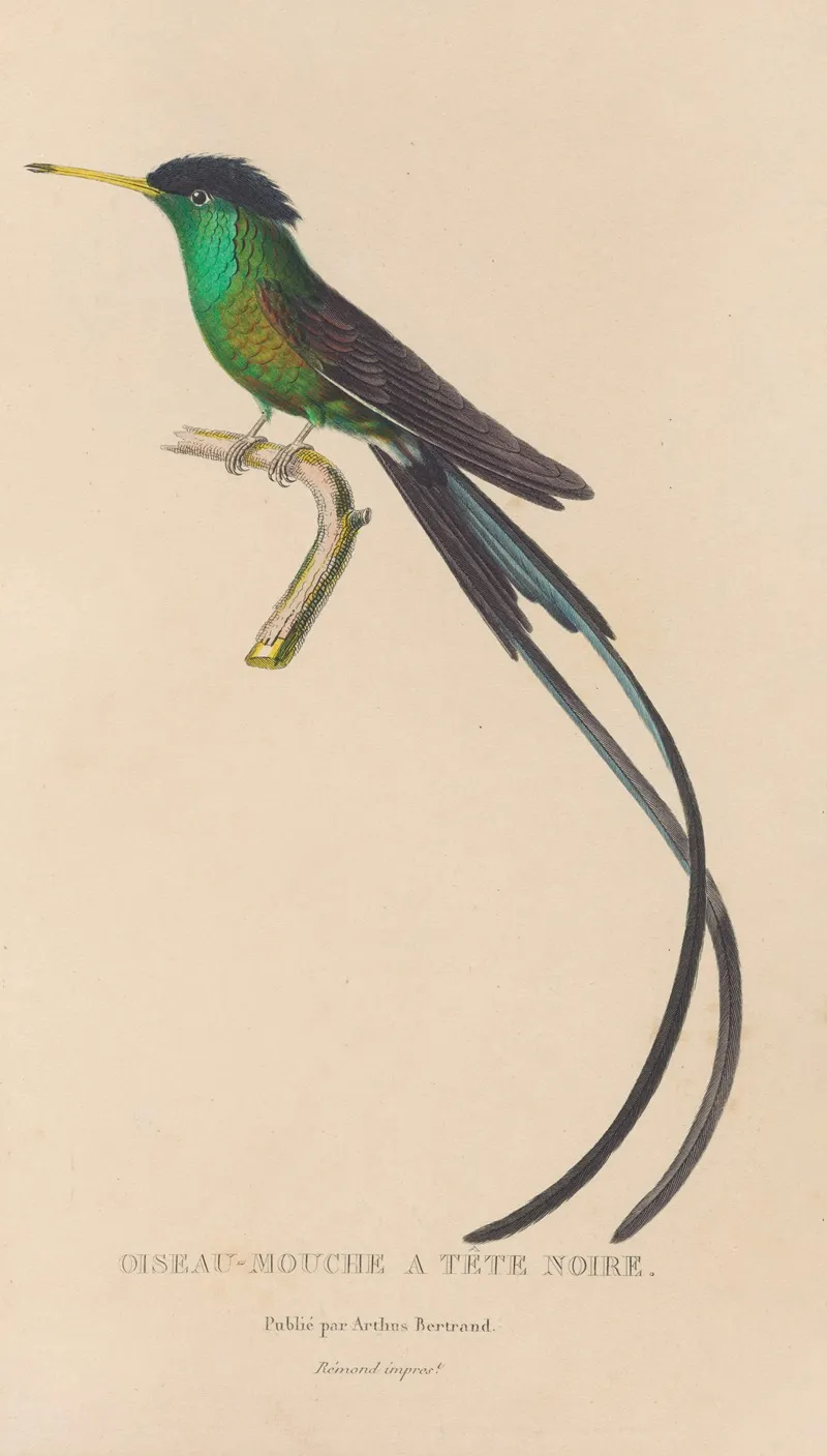 Histoire Naturelle Des Oiseaux Mouches Pl 17 Wall Art by René-Primevère Lesson - High-Resolution Digital Print