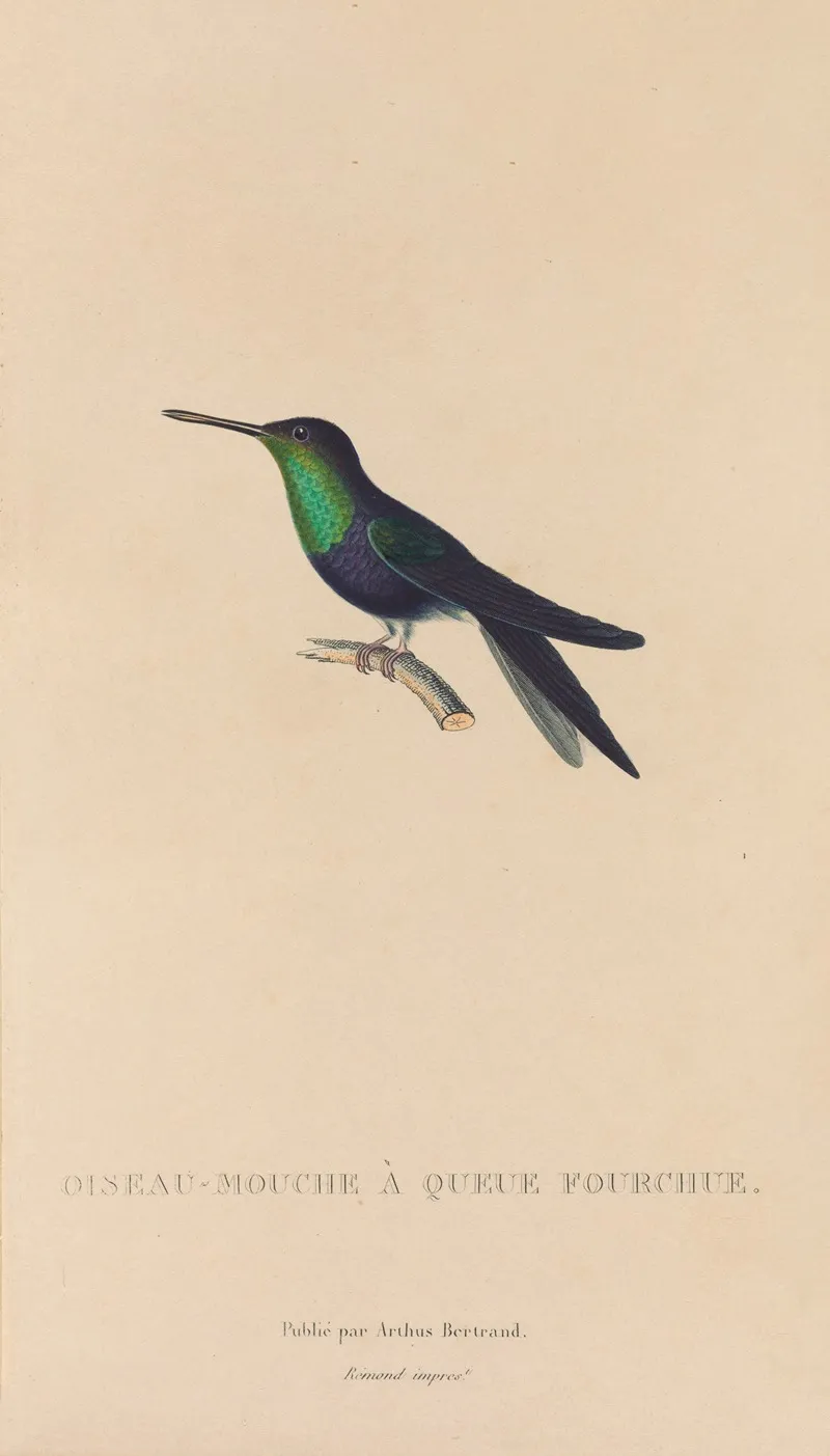Histoire Naturelle Des Oiseaux Mouches Pl 18 Wall Art by René-Primevère Lesson - High-Resolution Digital Print