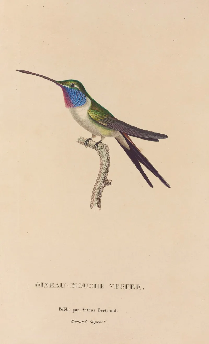 Histoire Naturelle Des Oiseaux Mouches Pl 19 Wall Art by René-Primevère Lesson - High-Resolution Digital Print