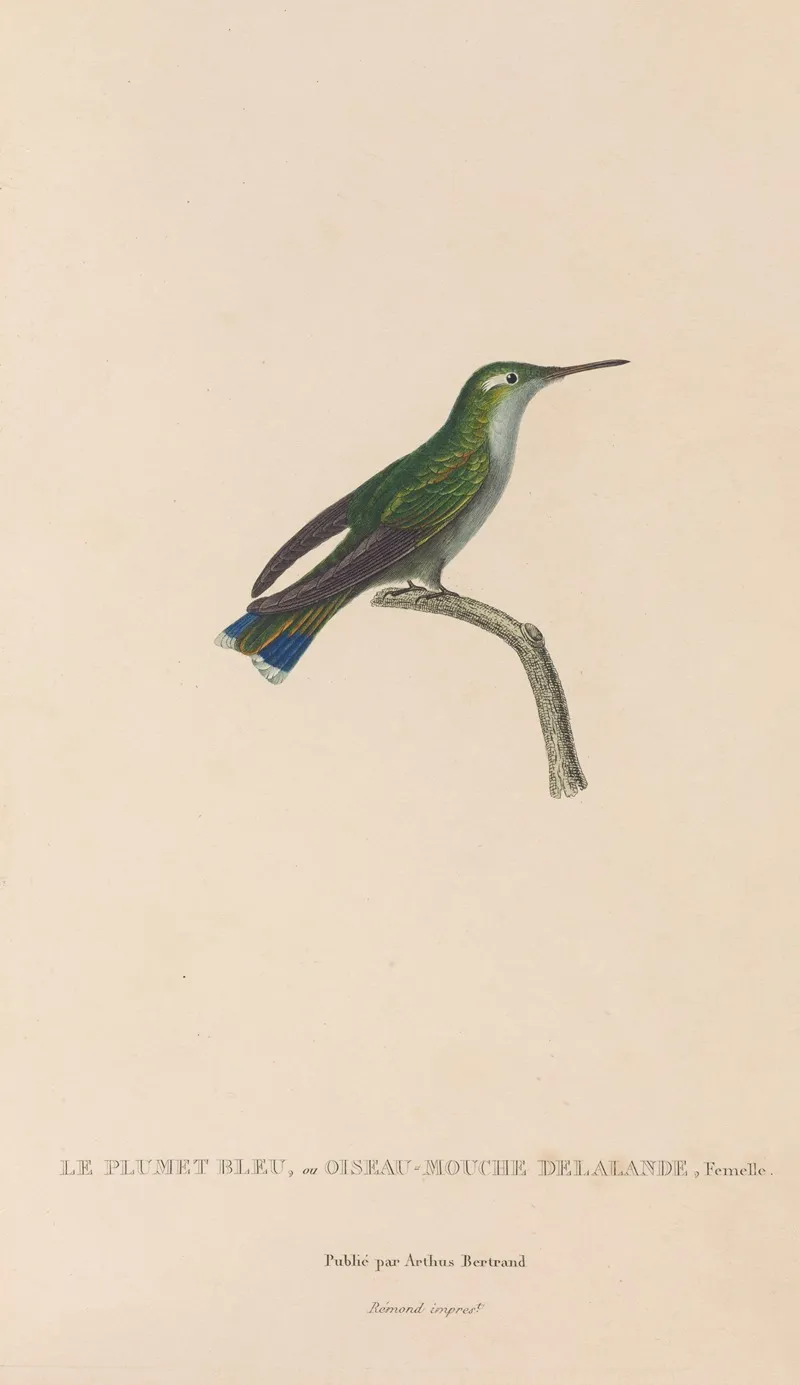 Histoire Naturelle Des Oiseaux Mouches Pl 24 Wall Art by René-Primevère Lesson - High-Resolution Digital Print