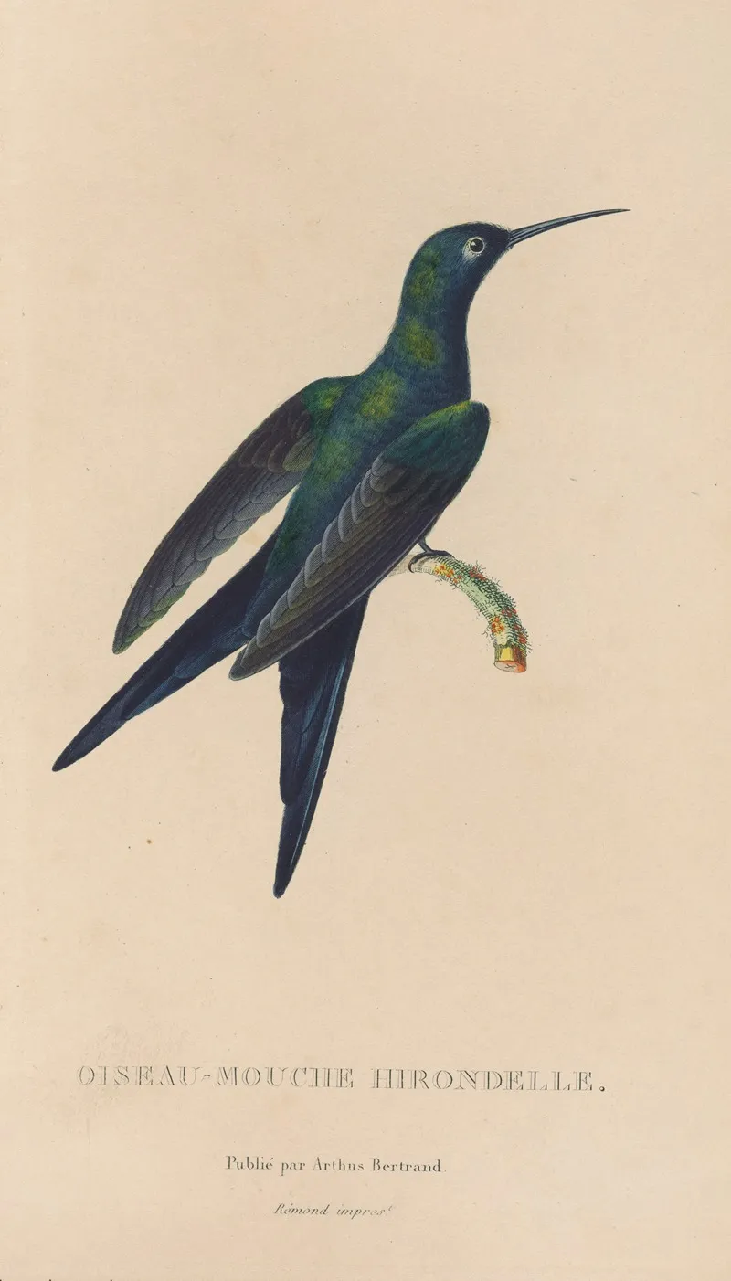 Histoire Naturelle Des Oiseaux Mouches Pl 25 Wall Art by René-Primevère Lesson - High-Resolution Digital Print