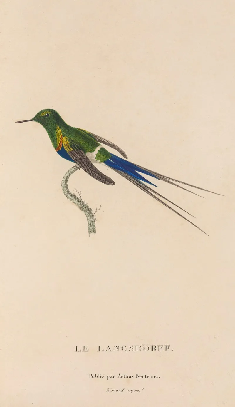 Histoire Naturelle Des Oiseaux Mouches Pl 26 Wall Art by René-Primevère Lesson - High-Resolution Digital Print