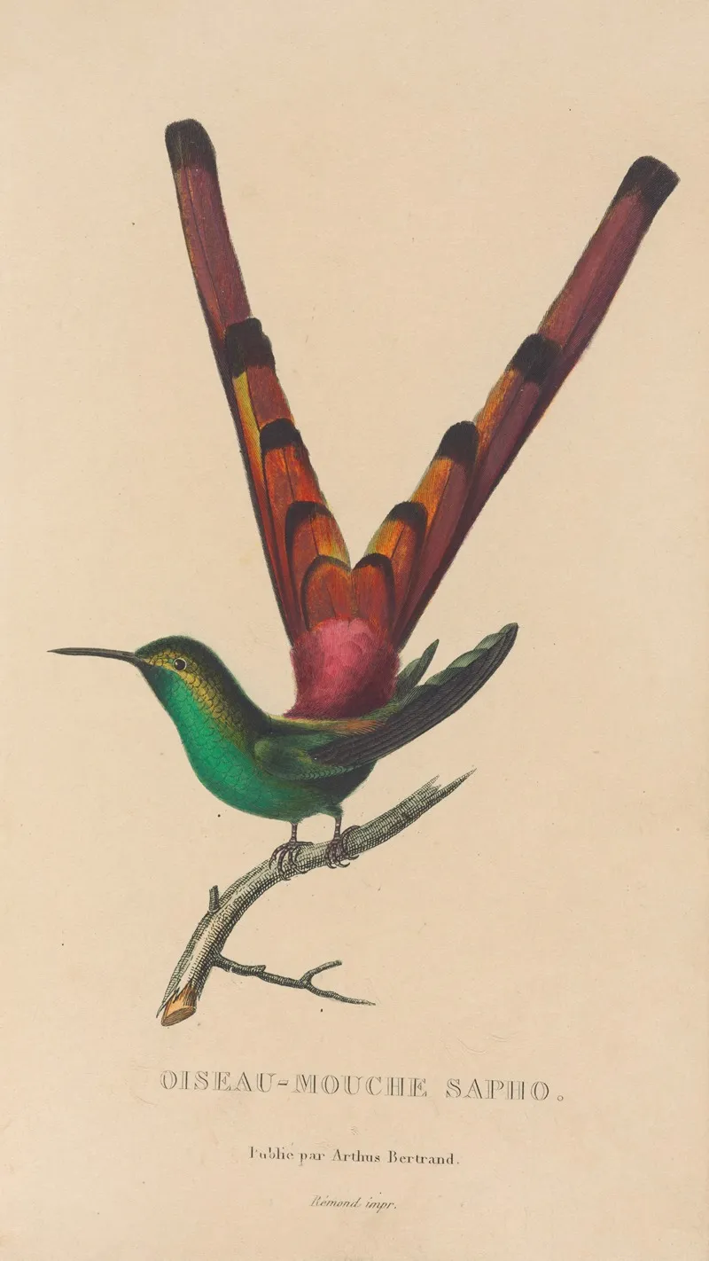 Histoire Naturelle Des Oiseaux Mouches Pl 27 Wall Art by René-Primevère Lesson - High-Resolution Digital Print