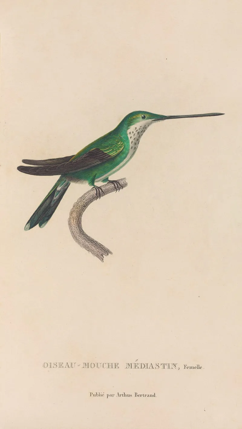 Histoire Naturelle Des Oiseaux Mouches Pl 30 Wall Art by René-Primevère Lesson - High-Resolution Digital Print
