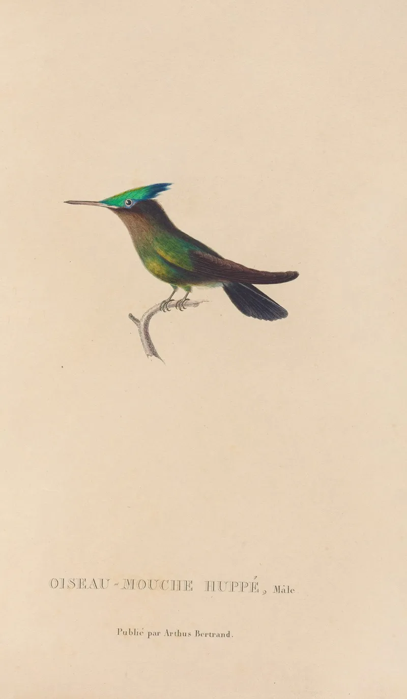 Histoire Naturelle Des Oiseaux Mouches Pl 31 Wall Art by René-Primevère Lesson - High-Resolution Digital Print