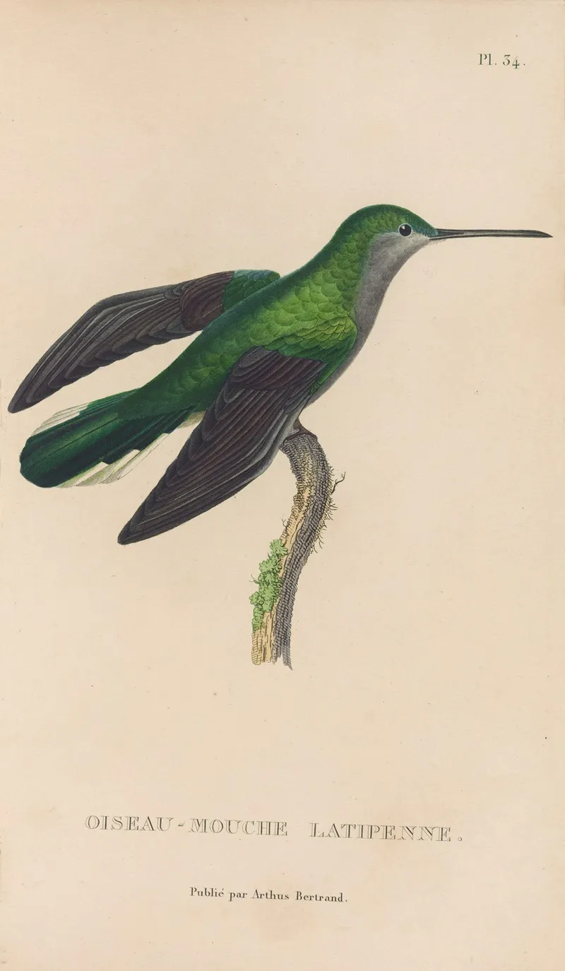 Histoire Naturelle Des Oiseaux Mouches Pl 34 Wall Art by René-Primevère Lesson - High-Resolution Digital Print