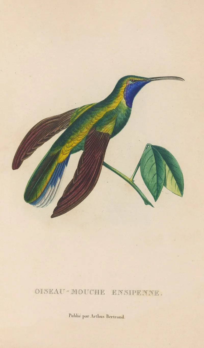 Histoire Naturelle Des Oiseaux Mouches Pl 35 Wall Art by René-Primevère Lesson - High-Resolution Digital Print