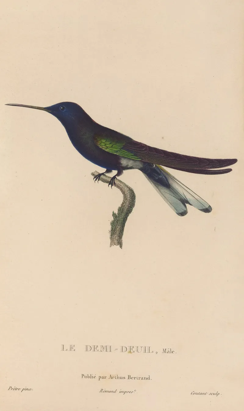 Histoire Naturelle Des Oiseaux Mouches Pl 38 Wall Art by René-Primevère Lesson - High-Resolution Digital Print