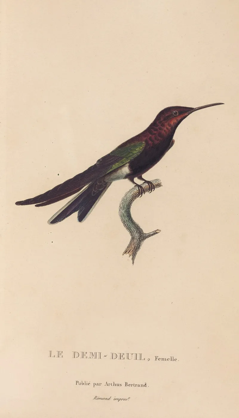 Histoire Naturelle Des Oiseaux Mouches Pl 39 Wall Art by René-Primevère Lesson - High-Resolution Digital Print