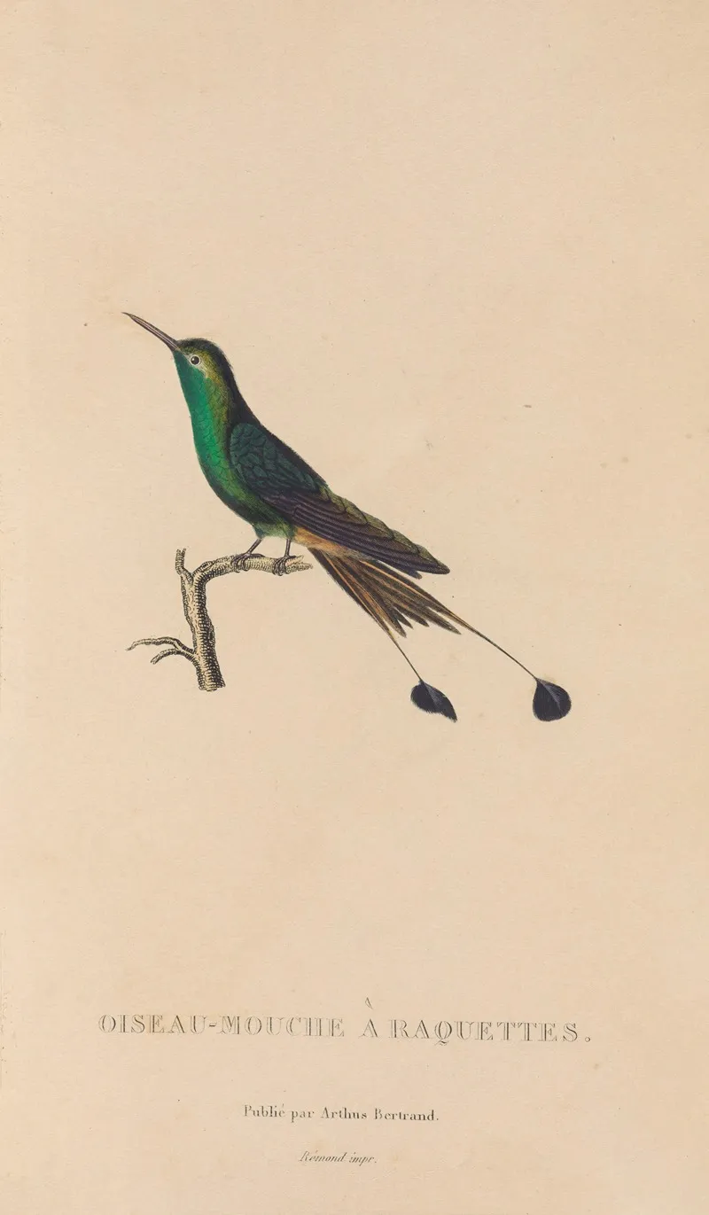Histoire Naturelle Des Oiseaux Mouches Pl 40 Wall Art by René-Primevère Lesson - High-Resolution Digital Print