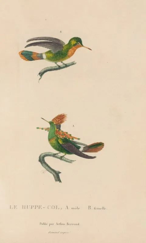 Histoire Naturelle Des Oiseaux Mouches Pl 41 Wall Art by René-Primevère Lesson - High-Resolution Digital Print