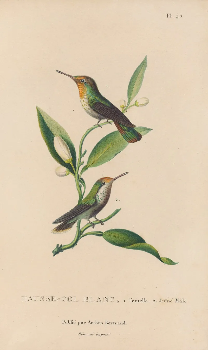 Histoire Naturelle Des Oiseaux Mouches Pl 43 Wall Art by René-Primevère Lesson - High-Resolution Digital Print