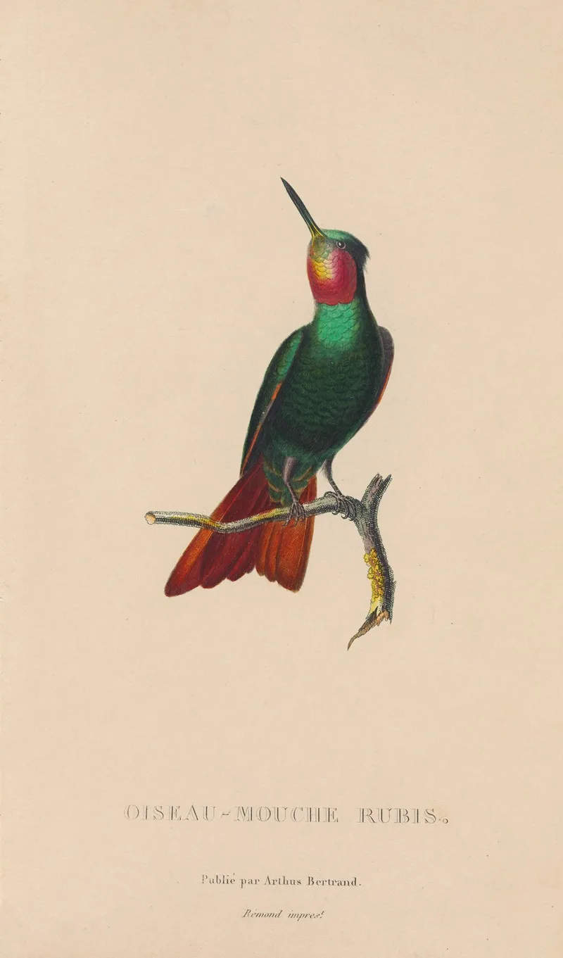 Histoire Naturelle Des Oiseaux Mouches Pl 44 Wall Art by René-Primevère Lesson - High-Resolution Digital Print