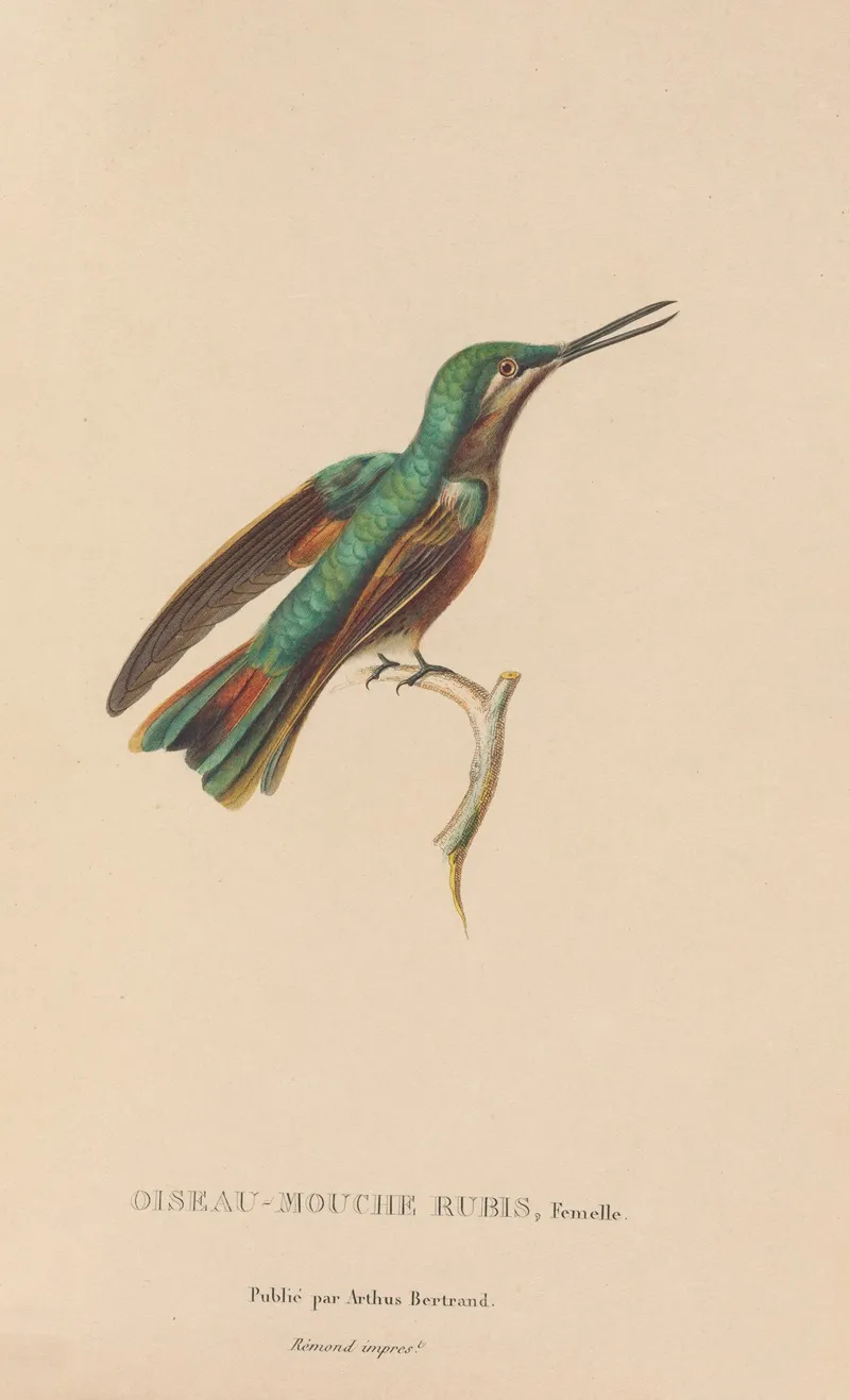 Histoire Naturelle Des Oiseaux Mouches Pl 45 Wall Art by René-Primevère Lesson - High-Resolution Digital Print