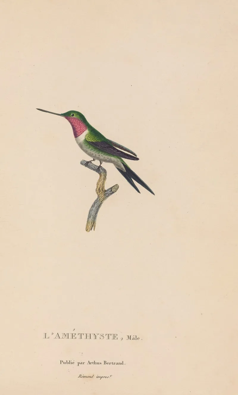 Histoire Naturelle Des Oiseaux Mouches Pl 47 Wall Art by René-Primevère Lesson - High-Resolution Digital Print