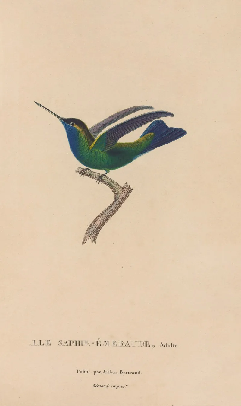 Histoire Naturelle Des Oiseaux Mouches Pl 50 Wall Art by René-Primevère Lesson - High-Resolution Digital Print