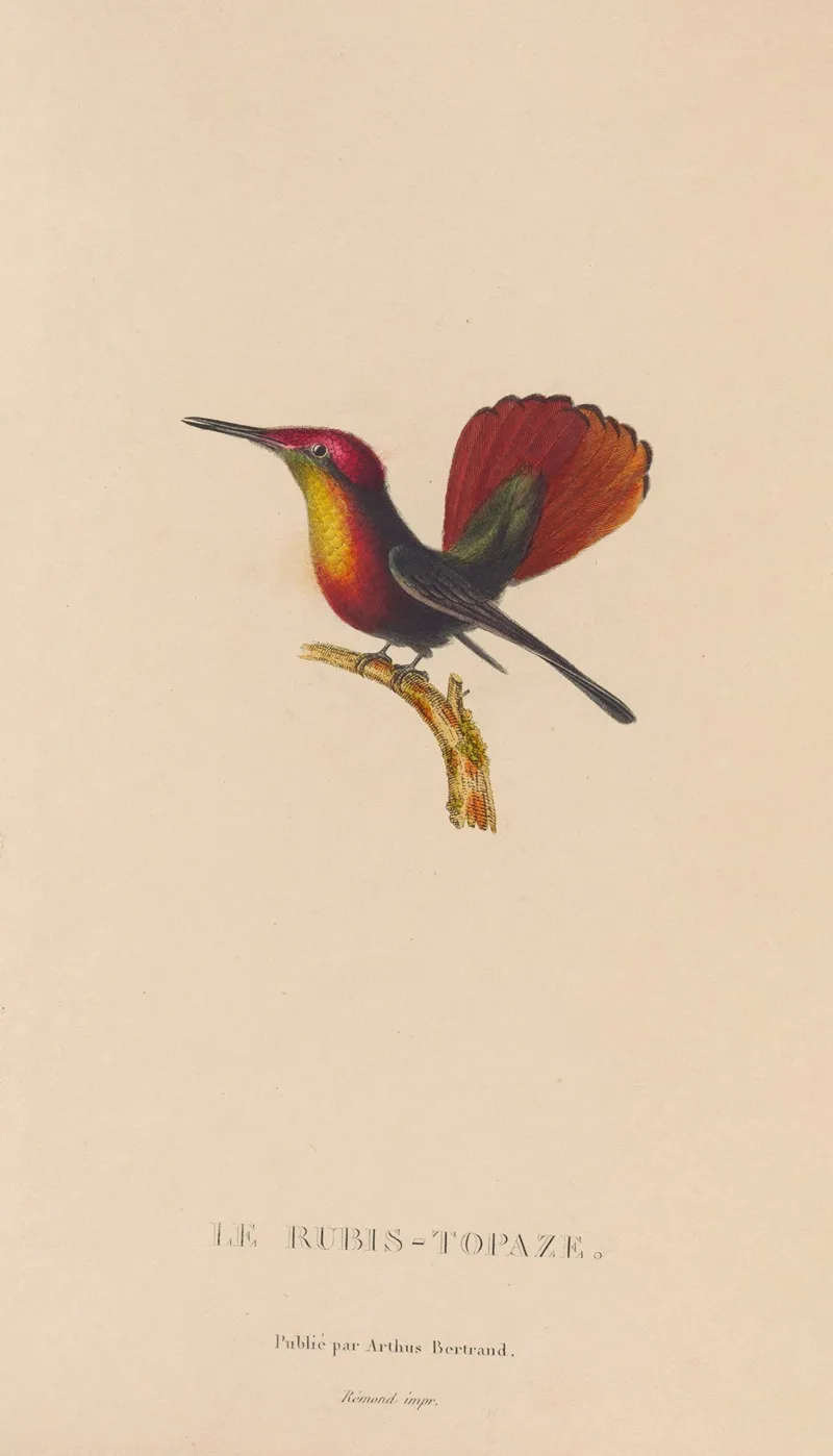 Histoire Naturelle Des Oiseaux Mouches Pl 53 Wall Art by René-Primevère Lesson - High-Resolution Digital Print